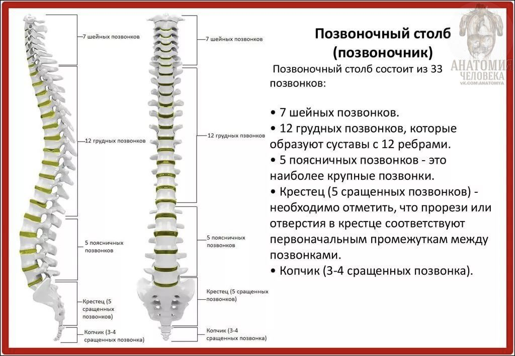 Физиотерапевт оценивает осанку и подвижность пациента